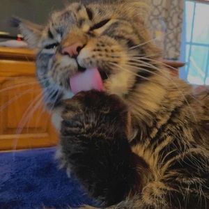 Meet your Posher, Diana